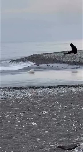 Пес-пловец ищет дом. В соцсетях распространились кадры, на которых белого пса уносит течением в Черное море