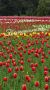 Пока в мире происходит множество удручающих вещей, в Ботаническом саду Краснодара цветут тюльпаны