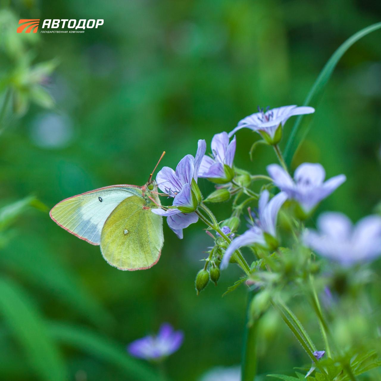Помните, недавно говорили, что с приходом весны снова появятся бабочки? И сегодня немного поговорим о них Помните, недавно говорили, что с приходом весны снова появятся бабочки? И сегодня немного поговорим о них