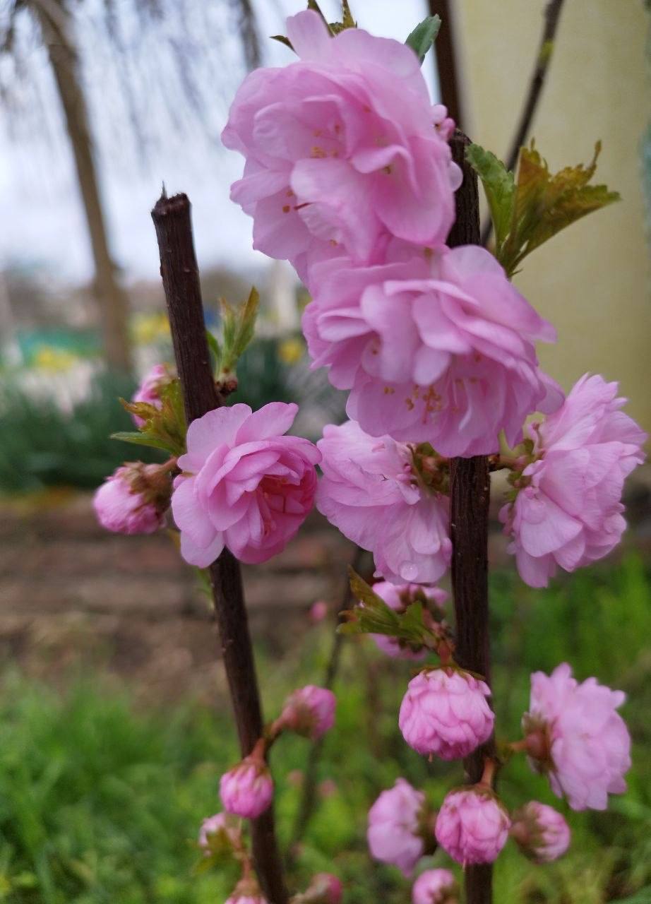 О погоде на 5 апреля . В Краснодарском крае переменная облачность О погоде на 5 апреля . В Краснодарском крае переменная облачность