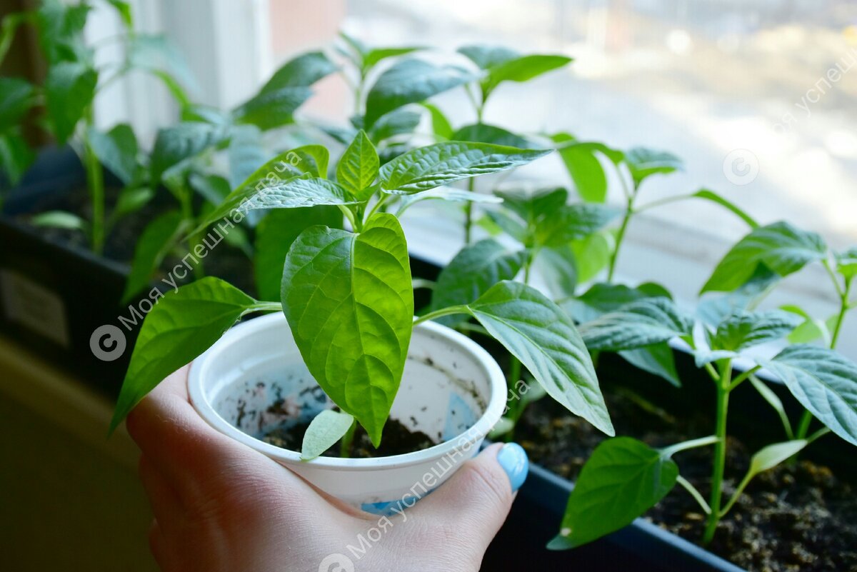 Как вырастить крепкую рассаду болгарского перца: секреты успешного ухода