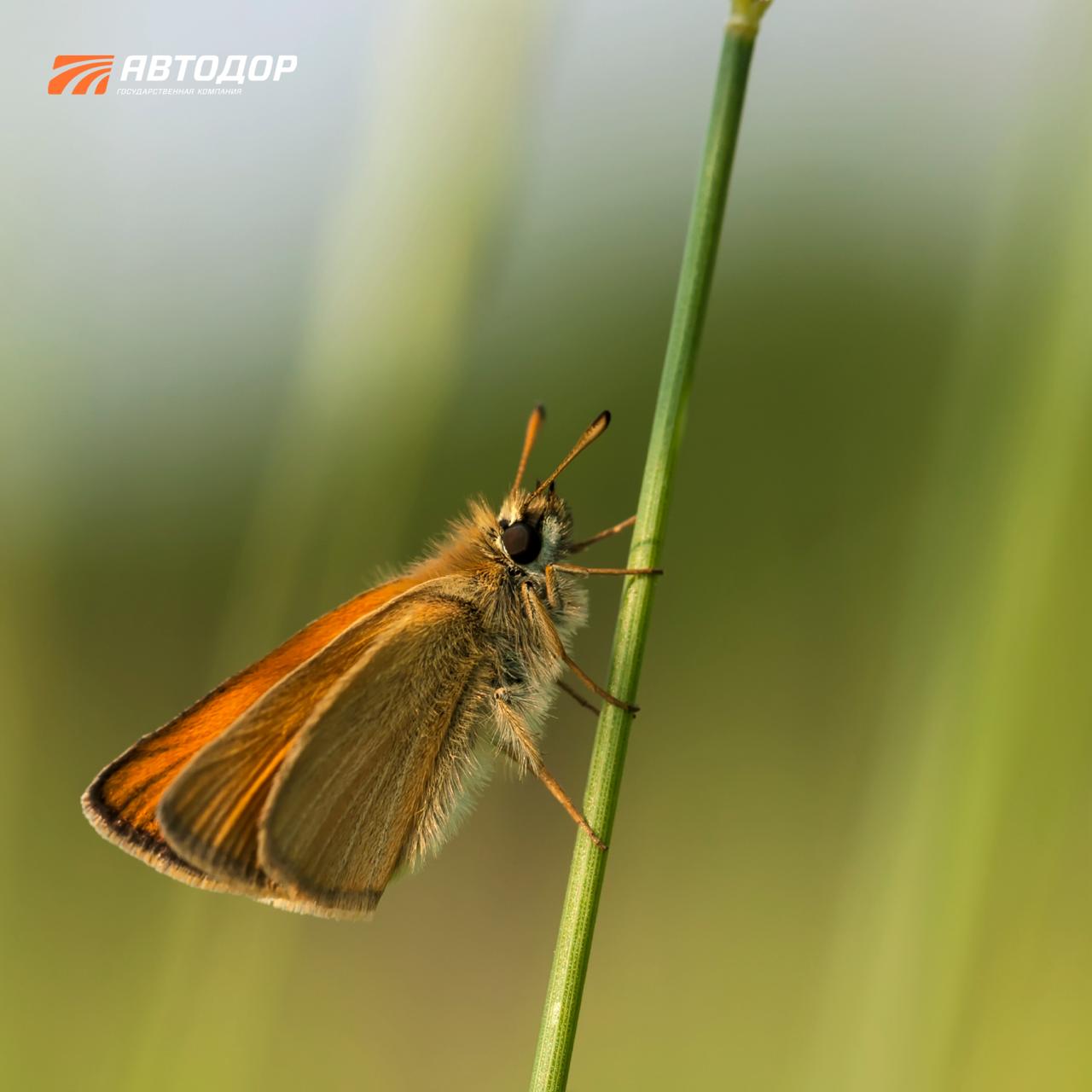 Помните, недавно говорили, что с приходом весны снова появятся бабочки? И сегодня немного поговорим о них Помните, недавно говорили, что с приходом весны снова появятся бабочки? И сегодня немного поговорим о них