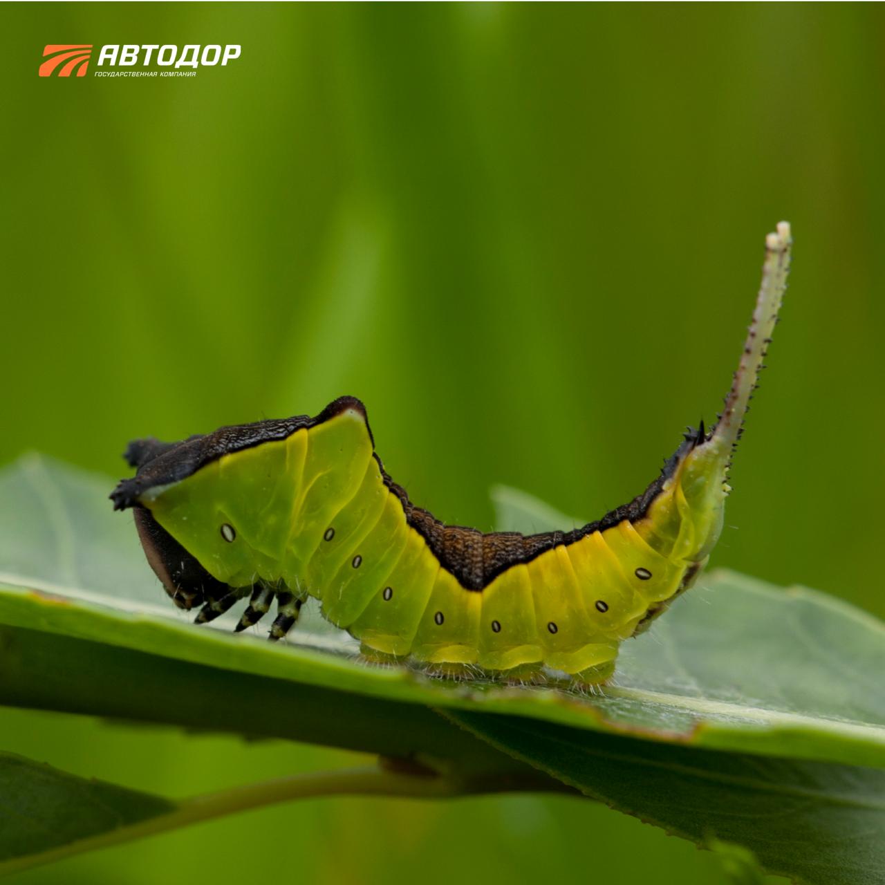 Помните, недавно говорили, что с приходом весны снова появятся бабочки? И сегодня немного поговорим о них Помните, недавно говорили, что с приходом весны снова появятся бабочки? И сегодня немного поговорим о них
