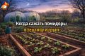 Когда сажать помидоры: эффективные советы для дачников по регионам России
