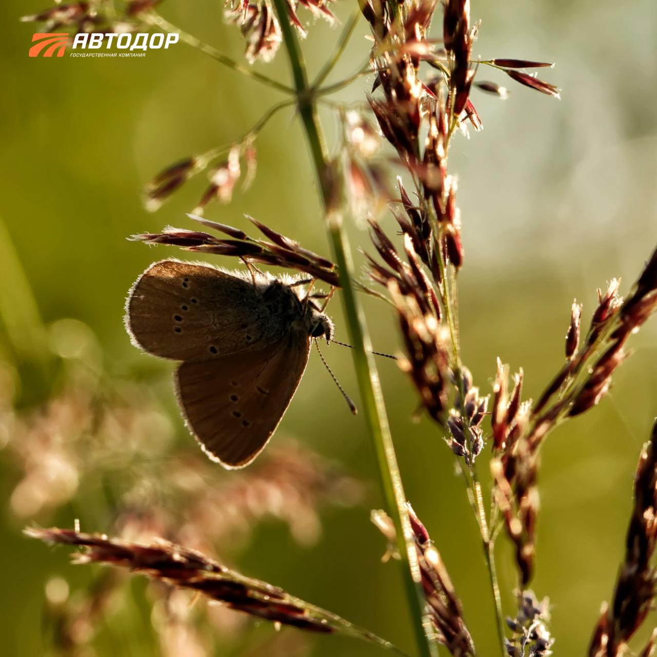 Помните, недавно говорили, что с приходом весны снова появятся бабочки? И сегодня немного поговорим о них Помните, недавно говорили, что с приходом весны снова появятся бабочки? И сегодня немного поговорим о них