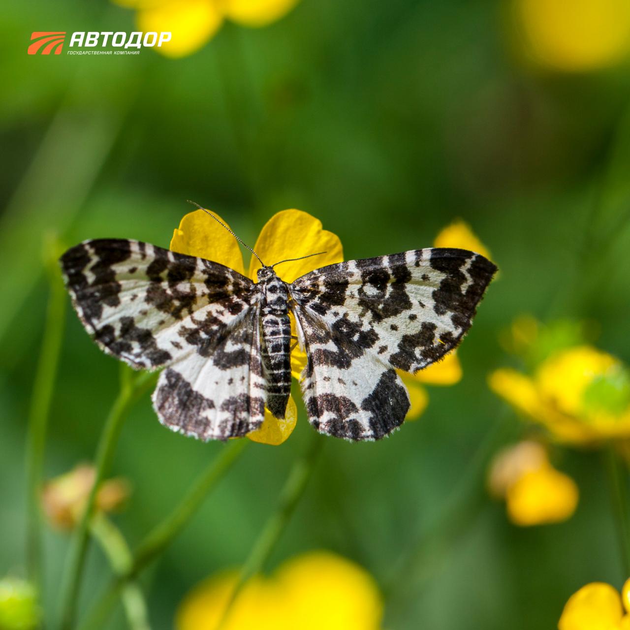 Помните, недавно говорили, что с приходом весны снова появятся бабочки? И сегодня немного поговорим о них Помните, недавно говорили, что с приходом весны снова появятся бабочки? И сегодня немного поговорим о них