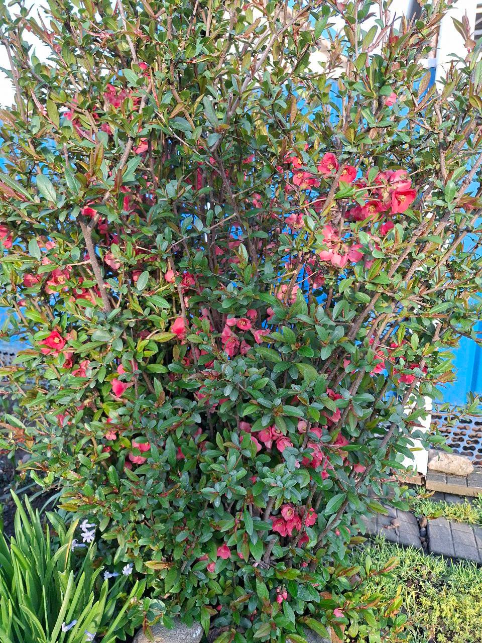 О погоде на 5 апреля . В Краснодарском крае переменная облачность О погоде на 5 апреля . В Краснодарском крае переменная облачность