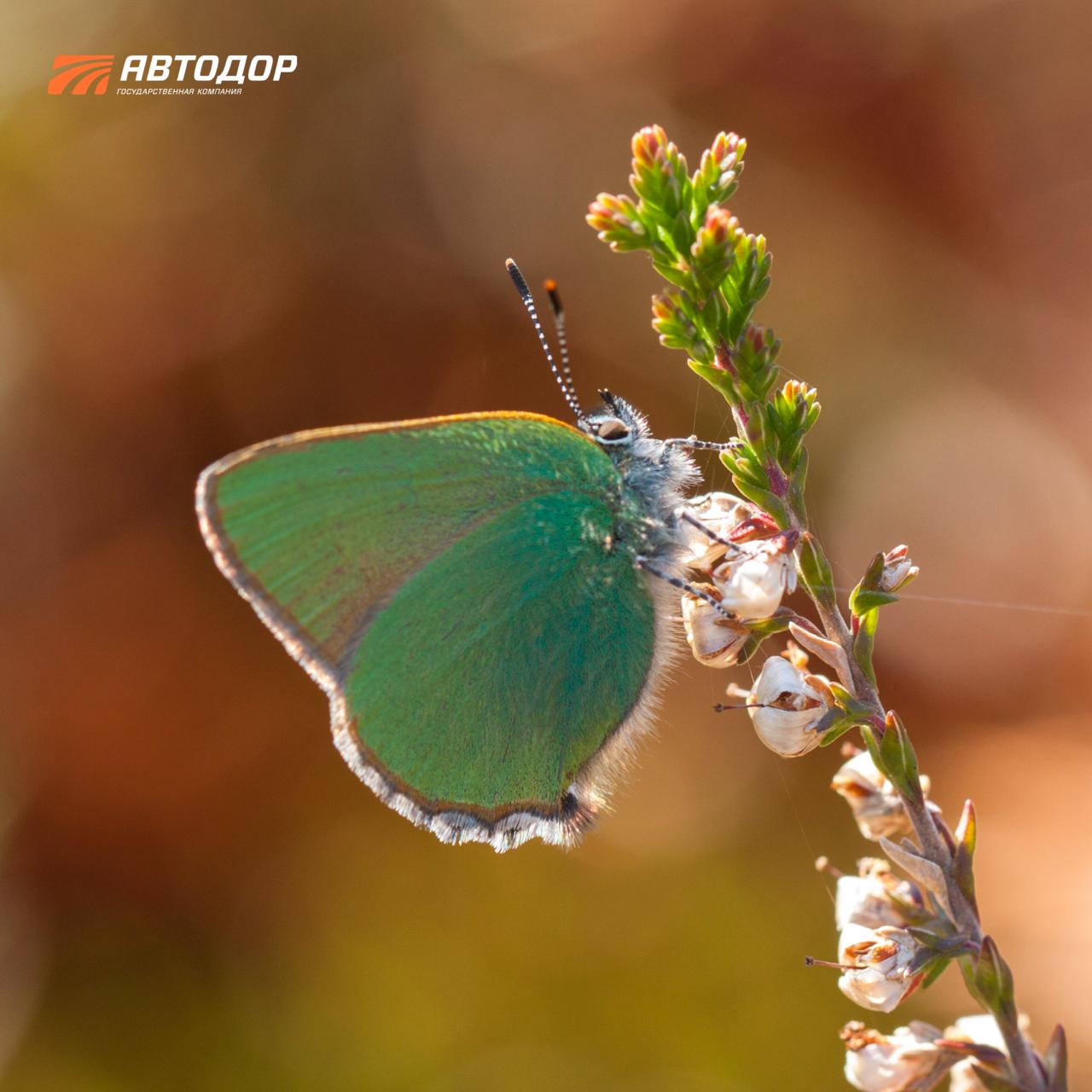 Помните, недавно говорили, что с приходом весны снова появятся бабочки? И сегодня немного поговорим о них Помните, недавно говорили, что с приходом весны снова появятся бабочки? И сегодня немного поговорим о них