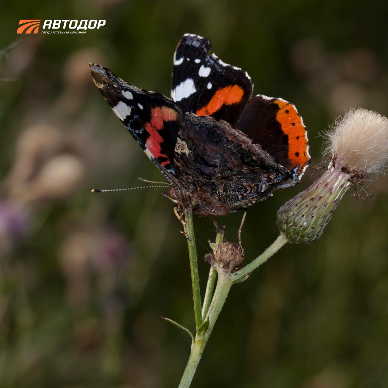Помните, недавно говорили, что с приходом весны снова появятся бабочки? И сегодня немного поговорим о них Помните, недавно говорили, что с приходом весны снова появятся бабочки? И сегодня немного поговорим о них