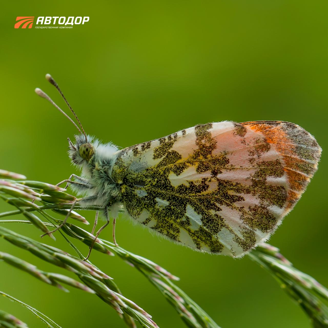 Помните, недавно говорили, что с приходом весны снова появятся бабочки? И сегодня немного поговорим о них