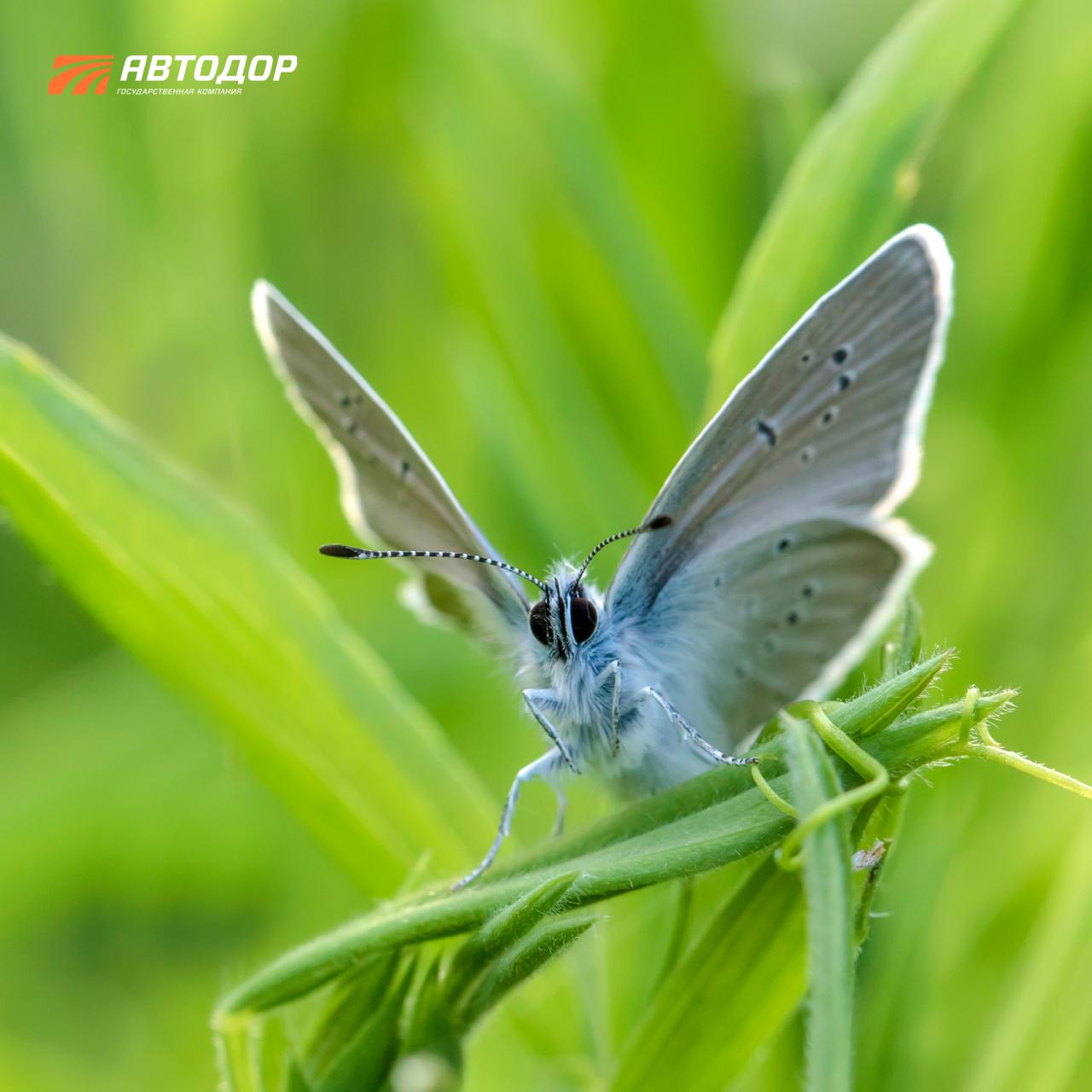 Помните, недавно говорили, что с приходом весны снова появятся бабочки? И сегодня немного поговорим о них Помните, недавно говорили, что с приходом весны снова появятся бабочки? И сегодня немного поговорим о них