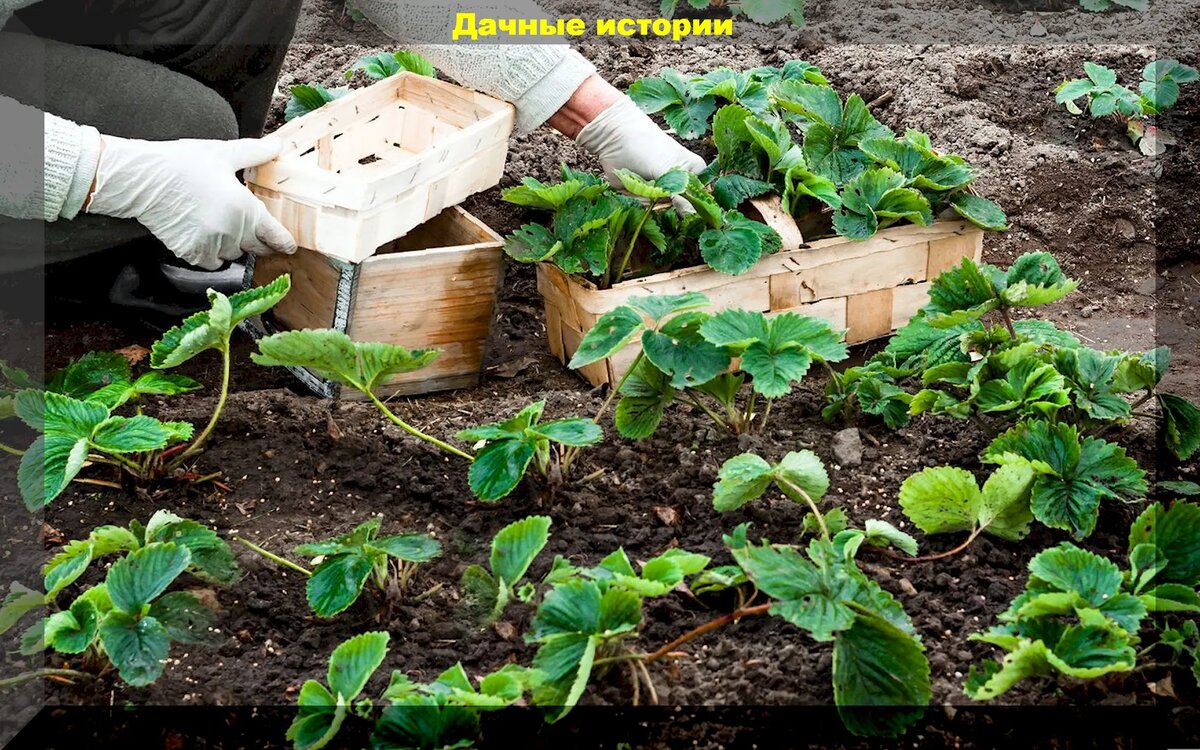 Осенняя посадка клубники: секреты успешного урожая и выбор сидератов