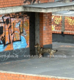 Собака с ошейником несколько дней бегает по крыше недостроя в Краснодаре
