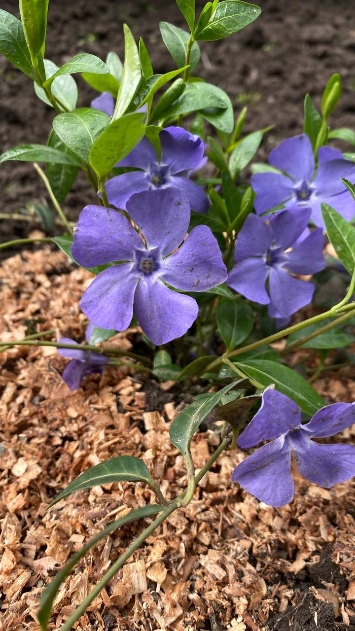 О погоде на 7 апреля . В Краснодарском крае облачно с прояснениями О погоде на 7 апреля . В Краснодарском крае облачно с прояснениями