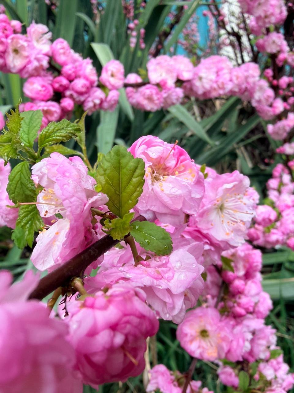 О погоде на 7 апреля . В Краснодарском крае облачно с прояснениями О погоде на 7 апреля . В Краснодарском крае облачно с прояснениями