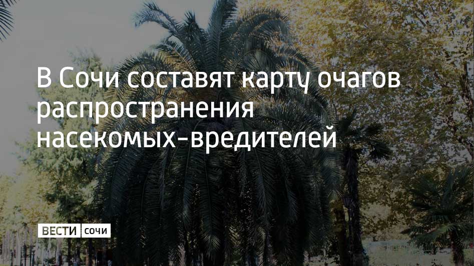 В Сочи в ближайшие две недели составят карту, где отмечены все очаги распространения вредителей, а также список организаций, которые работают на этих территориях