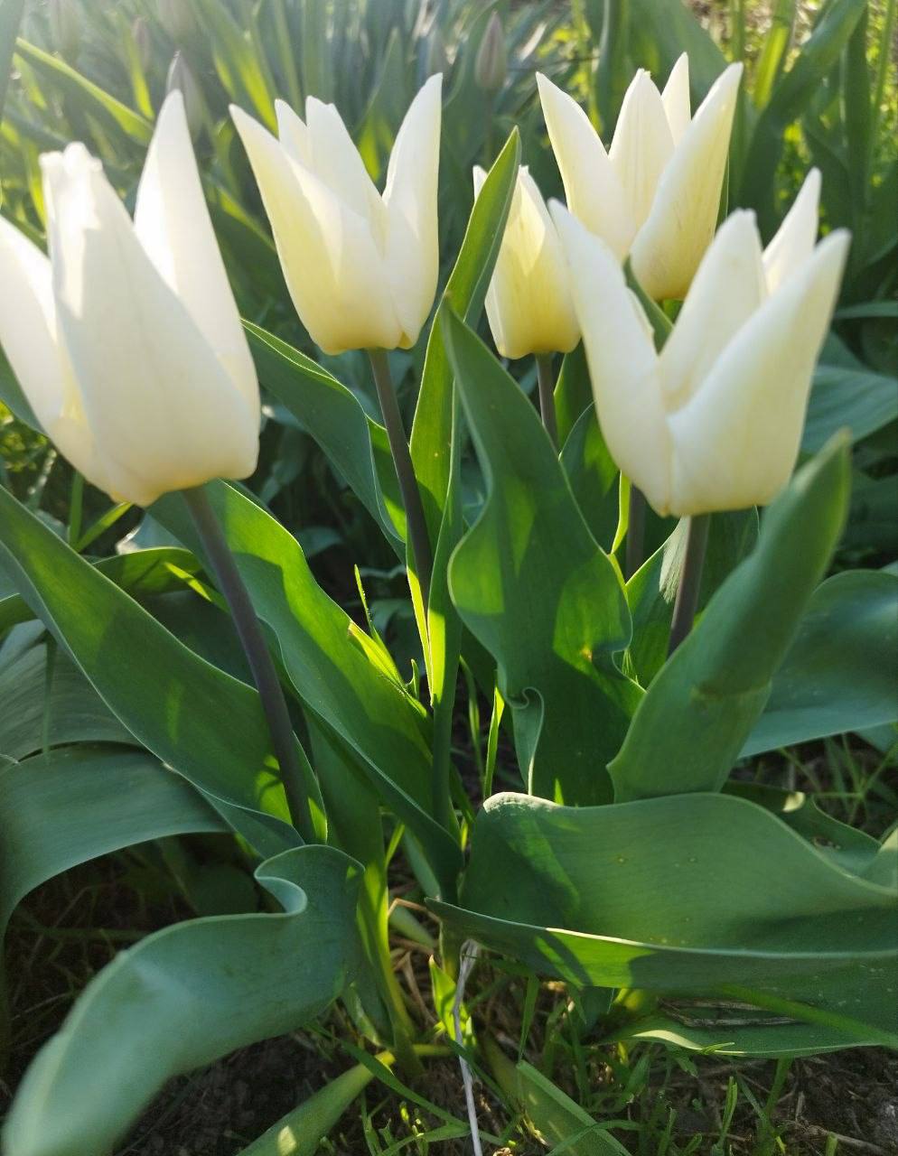 О погоде на 7 апреля . В Краснодарском крае облачно с прояснениями О погоде на 7 апреля . В Краснодарском крае облачно с прояснениями