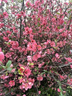 Айва зацвела в Краснодаре. Кусты сняла наша подписчица в Славянском микрорайоне