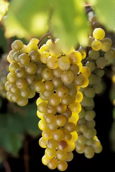 Уникальный виноград Ла Креснт: идеальный выбор для холодных регионов