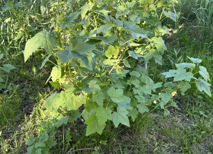 Секреты ухода за смородиной: как вернуть кустам здоровье и продуктивность