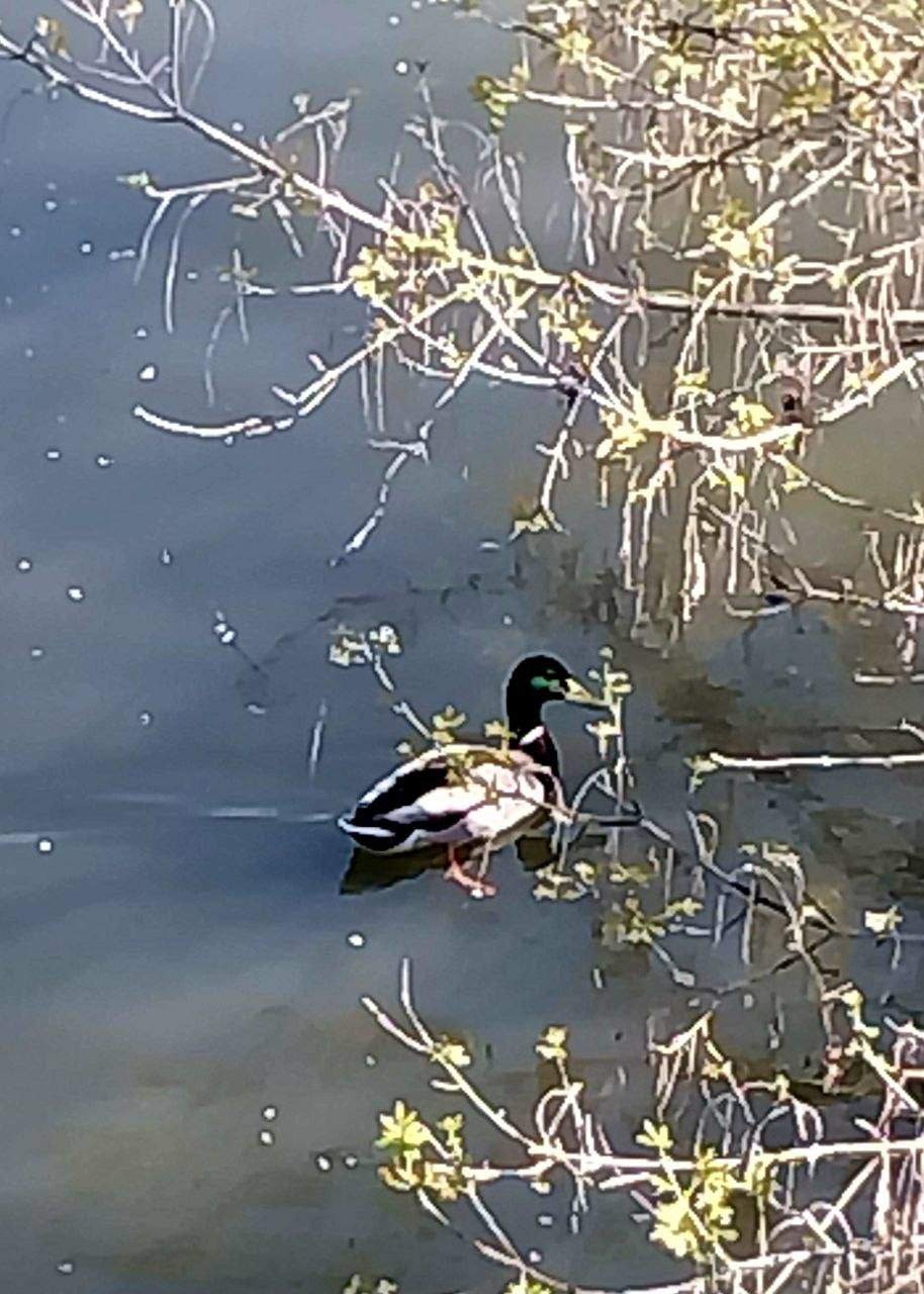 О погоде на 8 апреля . В Краснодарском крае облачно, дождь О погоде на 8 апреля . В Краснодарском крае облачно, дождь