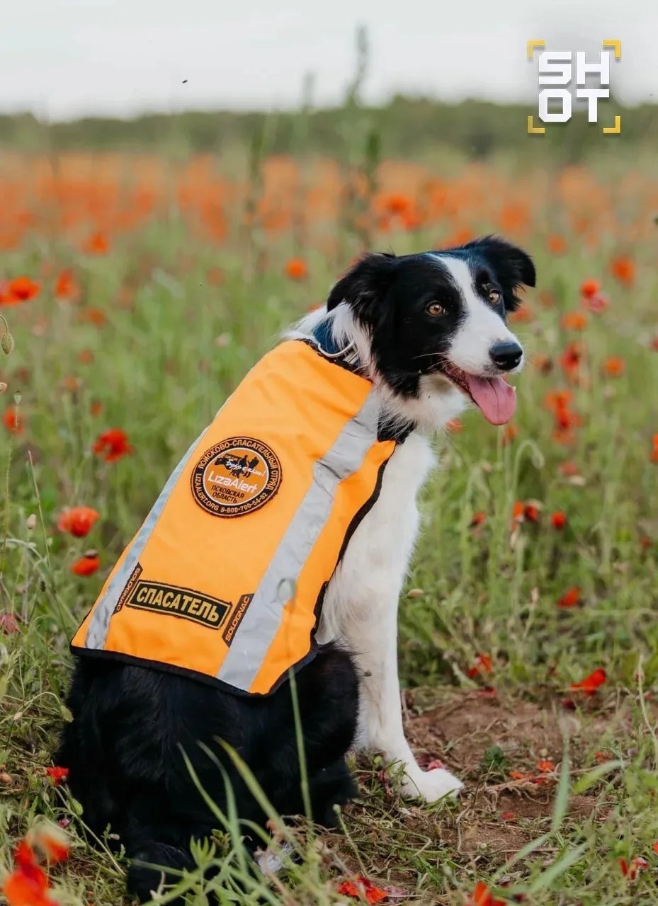 Двух поисковых собак «ЛизаАлерт» жестоко застрелили в Ленобласти Двух поисковых собак «ЛизаАлерт» жестоко застрелили в Ленобласти