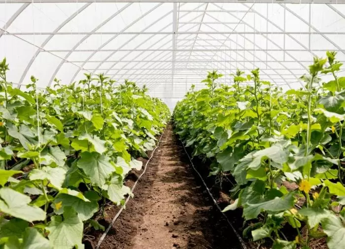 Как спланировать огород, основываясь на своих кулинарных предпочтениях