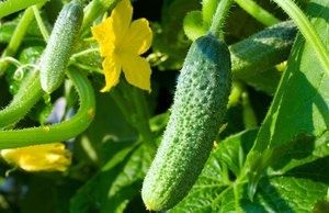 ������ �������: ������ ���� ���� �������� ������ ���������