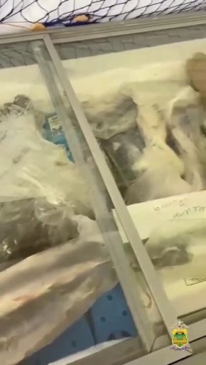 ���� ���������, ��������. ����� ����������� ���� ������������ ������������� ������ � �������������