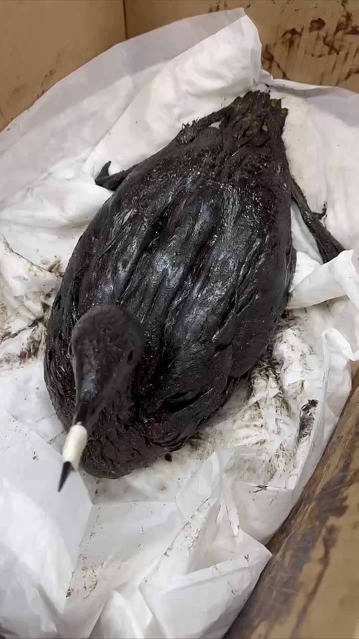 Грязнющие и вонючие. В Анапе волонтеры опять нашли замазученных птичек