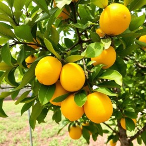 Как вырастить лимонное дерево на подоконнике: секреты удачного домашнего садоводства