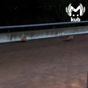 Город засыпает, просыпаются