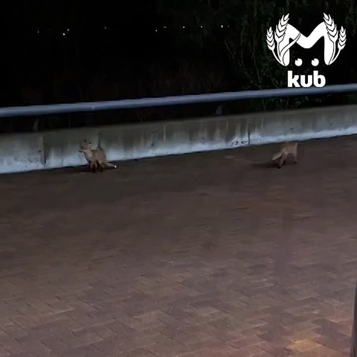 Город засыпает, просыпаются