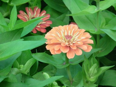 Что посадить на рассаду в апреле: секреты успешного огородничества