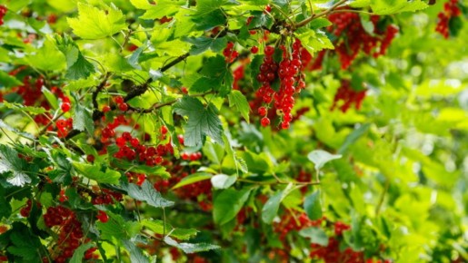 Как создать идеальный неприхотливый сад: секреты для занятых дачников