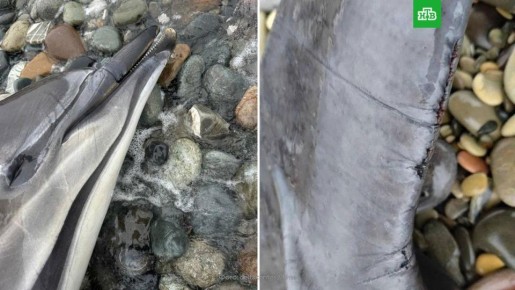 Больше 130 мертвых дельфинов нашли на побережье Чёрного моря в Краснодарском крае с начала марта