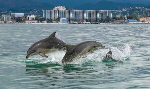 �� ��������� �� ������ �� ������� ����� 132 �������� �������� � �����