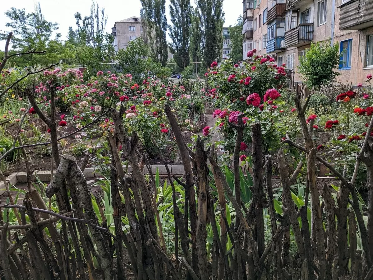 Летнее волшебство: цветущие палисадники многоквартирных домов юга