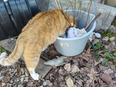 ������� ���������������� ������ �����: �������� ������� ��� garden lovers