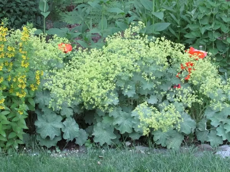 Манжетка: идеальный почвопокровник для вашего сада