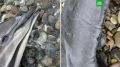 Больше 130 мертвых дельфинов нашли на побережье Чёрного моря в Краснодарском крае с начала марта