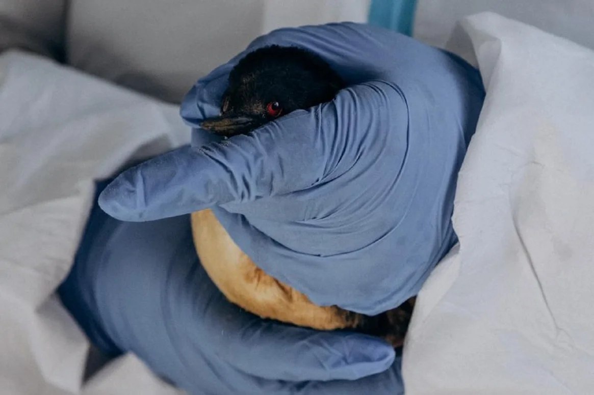 На побережье Анапы нашли более 200 погибших и измазанных в мазуте птиц