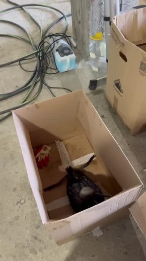 Опять беда. У берегов Анапы в 11 км от побережья обнаружено маслянистое пятно с радужной пленкой