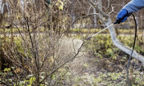Осенний уход за садом: как железный купорос защищает растения от болезней