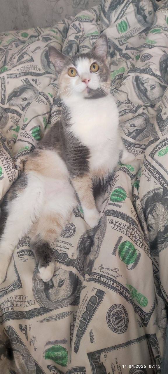 О погоде на 12 апреля . В Краснодарском крае переменная облачность