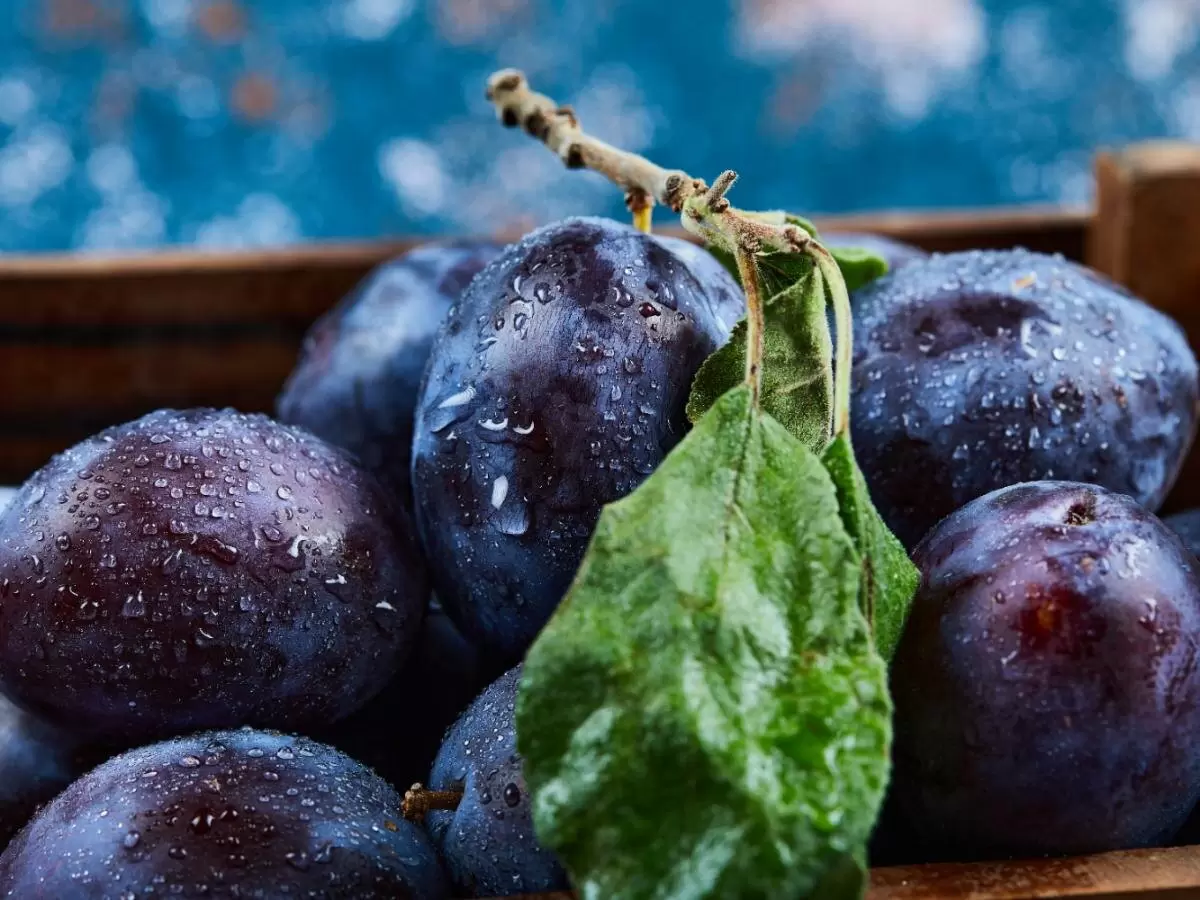 Почему август – ключевой месяц для защиты урожая слив: важность кальциевой подкормки