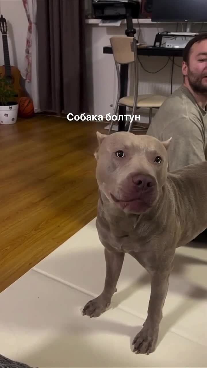 Пёс научился говорить слово «нормально» и стал звездой соцсетей