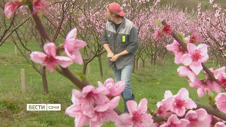 Фермеры в Сочи готовятся к сезону