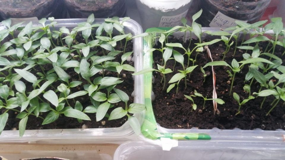 ��� ��������� ����� � �����: ������� ������� ������� ��� ��������