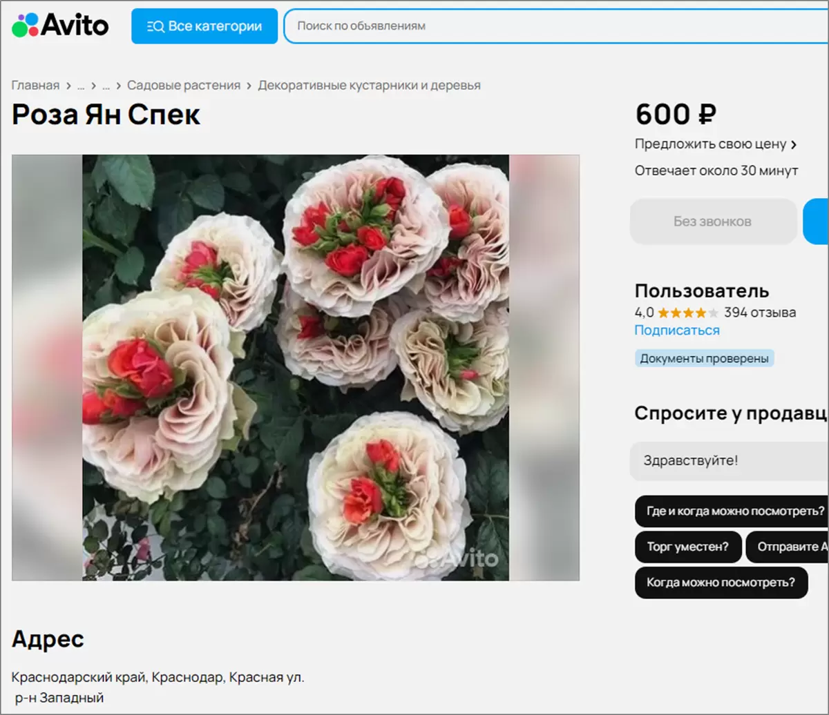 Разгадка цветочных мифов: растительная загадка роз с зеленым центром